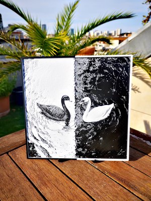 Gravure Cygnes et le Yang N&B